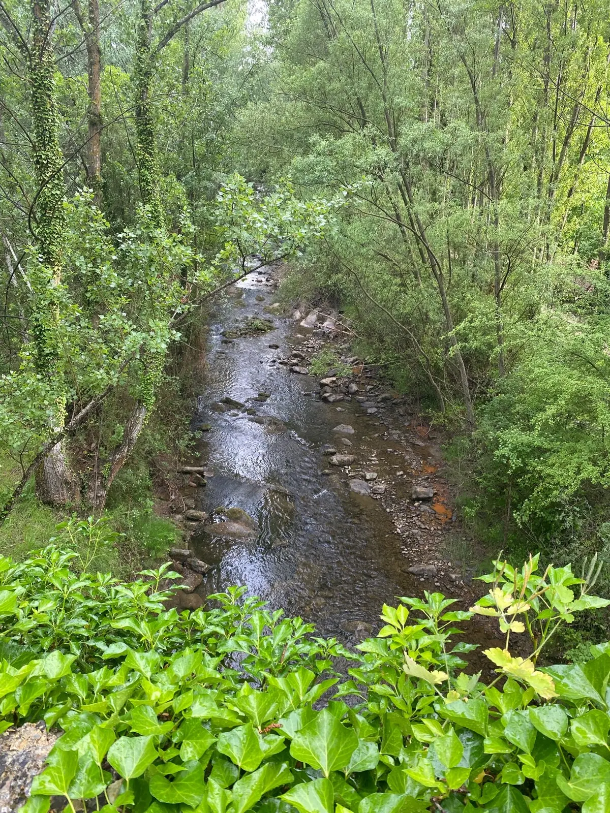 Río Cidacos entre vegetación